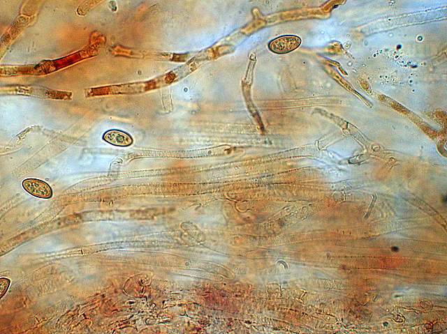 Galerina spec. Cod.: DSCN 5028